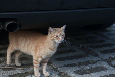 Ginger cat standing by car