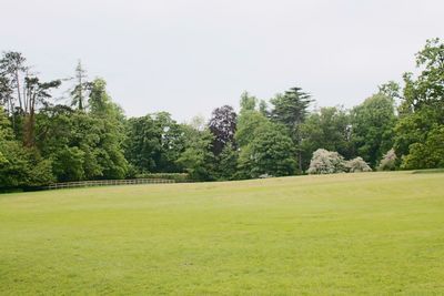 Trees growing on landscape