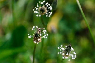 Close-up of bee on flower