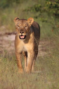Portrait of a lioness on game path