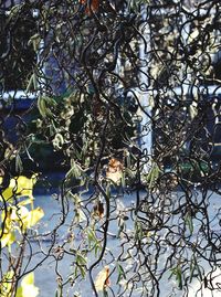 Low angle view of bird perching on tree