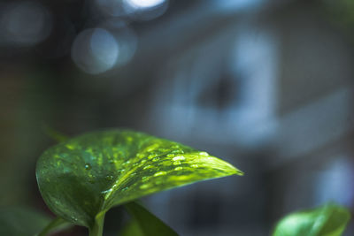 Close-up of raindrops on plant