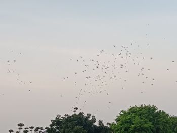 Low angle view of birds flying in sky