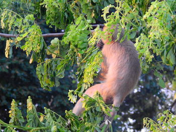 Monkey sitting on a tree