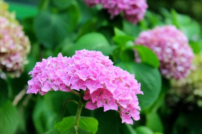 Close-up of pink flowers blooming outdoors