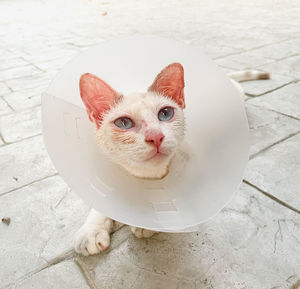 High angle view portrait of white cat on footpath