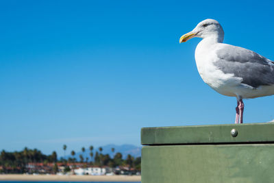 Seagull perching on a wall