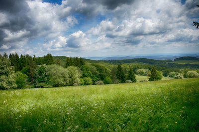 Scenic view of trees on field against sky