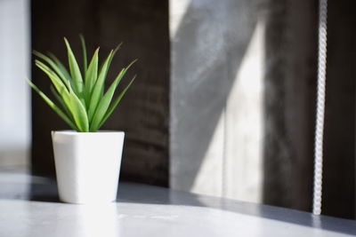 Close-up of potted plant on table