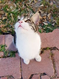 High angle view of cat looking up outdoors
