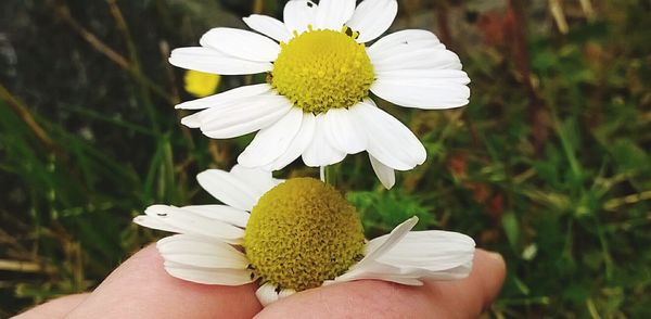 Close-up of cropped hand holding daisy