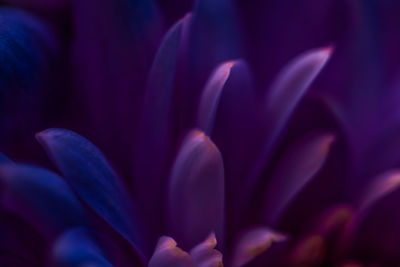 Close-up of purple flower