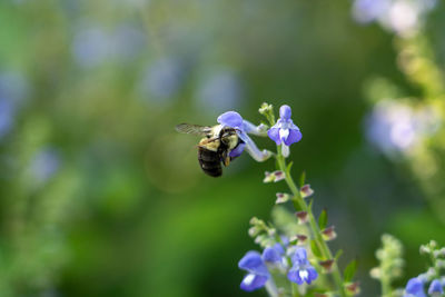 Bee pollinating on purple flower