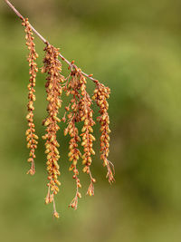 Close-up of flowering plant