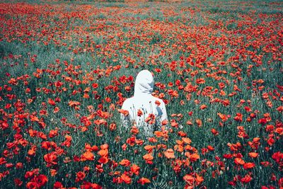 Rear view of person amidst poppy flower field 