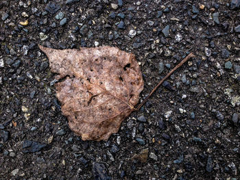 High angle view of leaves on ground
