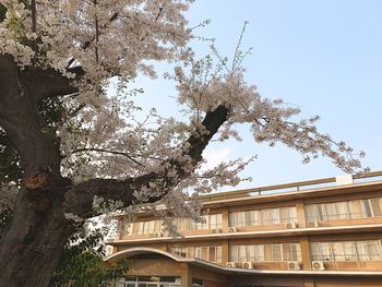 Low angle view of tree by building against sky