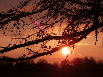 Sun shining through trees