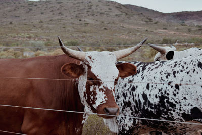 Close-up of cow