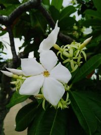 Close-up of white flowers