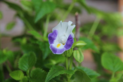 Close-up of purple flower blooming outdoors