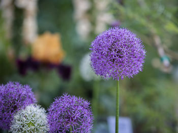 Close-up of purple flowering plant on field