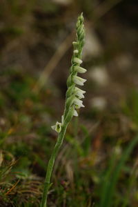 Close-up of fern on field