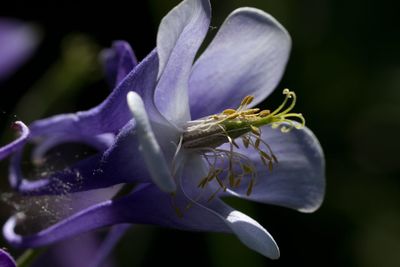 Close-up of purple flower blooming outdoors