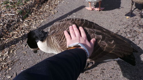 Cropped hand touching canada goose