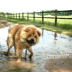 Portrait of dog on puddle against clear sky