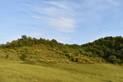 Trees on field against sky