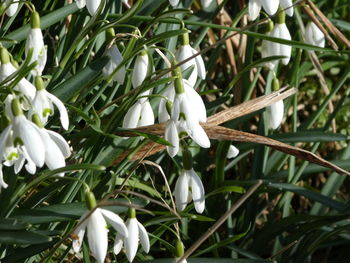 Close-up of white flowers blooming outdoors