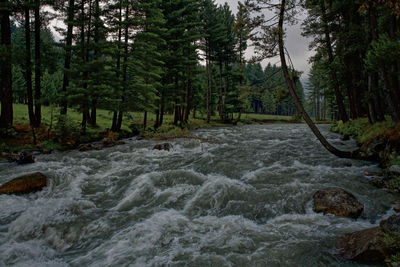 Scenic view of stream amidst trees in forest