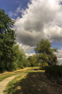 Trees on field against sky