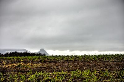 Scenic view of field against sky