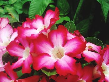 Close-up of pink roses blooming outdoors