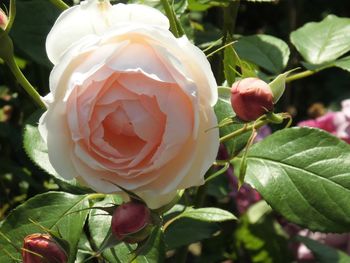 Close-up of white rose blooming outdoors