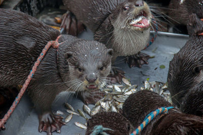 Close-up of ducklings