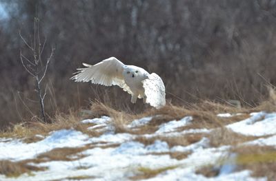 White bird flying over snow covered land