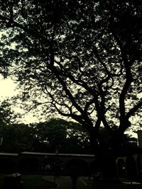 Trees against sky in city