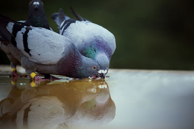 Close-up of bird drinking water