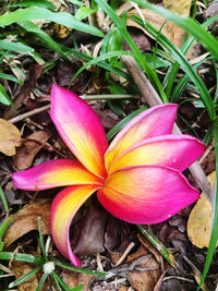 High angle view of pink crocus flower on field