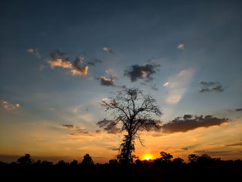 Low angle view of silhouette trees on field against sky at sunset