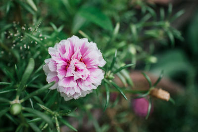 Close-up of pink flower blooming outdoors