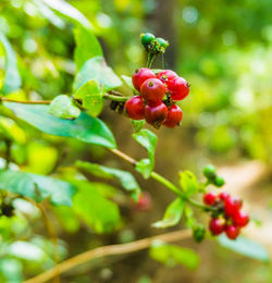 Close-up of red berries growing on plant