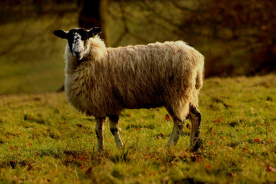 Portrait of sheep on field