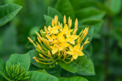 Close-up of yellow flowering plant