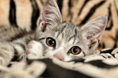 Close-up portrait of a cat
