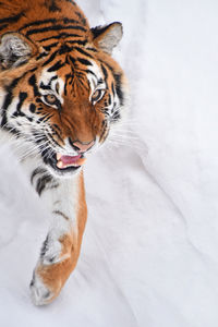 Angry tiger walking on snow covered field