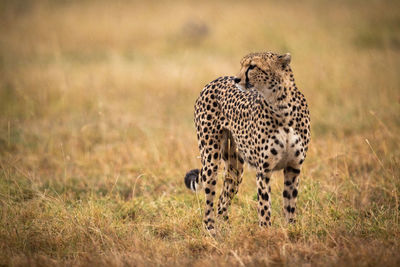 Cheetah standing on field in zoo